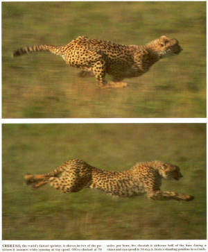 mkramer-cheetah_running.jpg